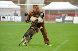 Aro vom Hunde-Hager