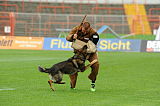 Aro vom Hunde-Hager