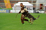 Aro vom Hunde-Hager