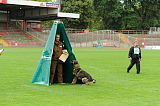Aro vom Hunde-Hager
