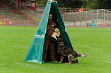 Aro vom Hunde-Hager