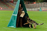 Aro vom Hunde-Hager