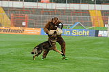 Brix vom Kattenstedter Busch
