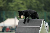 Bacira von der black pearl
