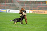 Ares vom Rabenhorst