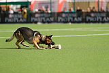 Horax vom Wolfsheim