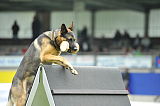 Horax vom Wolfsheim