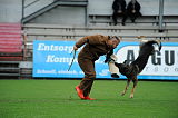 Bacteroides Furioso