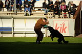 Wolfhaus Joe Black
