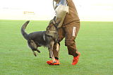 Dolf v. S.K. Lieben