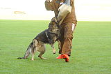 Dolf v. S.K. Lieben