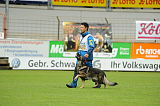 Dolf v. S.K. Lieben