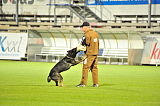 Champ vom Ruinenblick