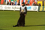 Ari vom Gilbach