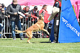 Red Bull vom Further Moor