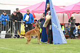 Red Bull vom Further Moor