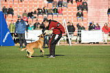 Quo Vadis Canis Bebeto