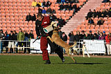 Quo Vadis Canis Bebeto
