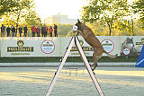 Quo Vadis Canis Bebeto