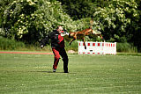 working-dog Bradana