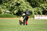 working-dog Bradana