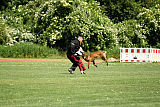 working-dog Bradana