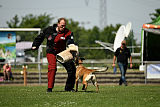 Abby belgischer Wolf von Malihattan