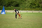 working-dog Bradana