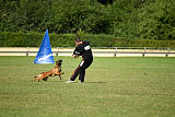 working-dog Bradana