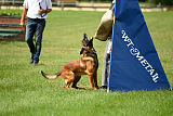 working-dog Bradana