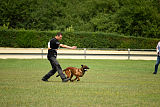 working-dog Bradana