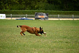 working-dog Bradana