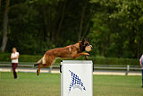 working-dog Bradana