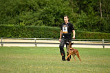 working-dog Bradana