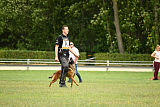 working-dog Bradana