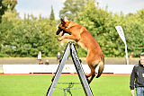 working-dog Bradana