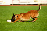 working-dog Bradana