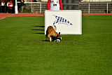 Quo Vadis Canis Bebeto
