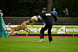 Quo Vadis Canis Bebeto