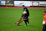 Aramis Red Devils Dog