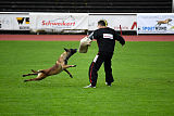 Aramis Red Devils Dog