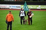 Aramis Red Devils Dog