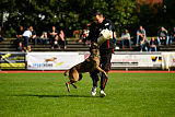 Erja-Ella Marshall Dogs