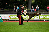 Erja-Ella Marshall Dogs