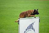 Waild Marinchuk K-9