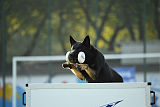 Dasko von Tajö
