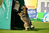 Duke vom Spektefeld