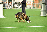 Quanah vom Pfaffenbachtal