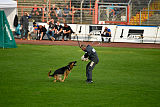 Happy vom Wolfsheim