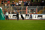 Pancho vom Marksbachtal